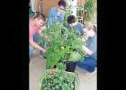 Tending to plants inside the CHS solarium, from left, are Tyler Clayton, teacher Sheila Eddy, Brandon Clark and Piper Smith. Article Image Alt Text